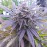 заказать на сайте семена конопли Blueberry feminised заказать на сайте семена конопли Blueberry feminised