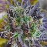 хорошие семена конопли Blueberry feminised хорошие семена конопли Blueberry feminised