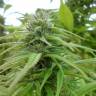 семена конопли курьером Brazil Sativa feminised семена конопли курьером Brazil Sativa feminised