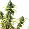 заказ семян конопли Спб Brazil Sativa feminised заказ семян конопли Спб Brazil Sativa feminised