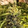 семена конопли сорта сатива Brazil Sativa feminised семена конопли сорта сатива Brazil Sativa feminised
