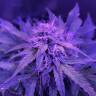 семена конопли элитных сортов Auto Amnesia Haze feminised семена конопли элитных сортов Auto Amnesia Haze feminised