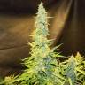 семена конопли для выращивания Northern Lights x AK feminised семена конопли для выращивания Northern Lights x AK feminised