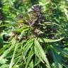семена конопли курьером Chill-OM regular Mandala Seeds семена конопли курьером Chill-OM regular Mandala Seeds