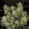 заказать семена конопли в рф Auto Chemdawg feminised заказать семена конопли в рф Auto Chemdawg feminised