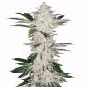 автоцветущие семена конопли Auto Chemdawg feminised автоцветущие семена конопли Auto Chemdawg feminised