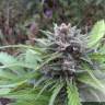 семена конопли в оригинальных упаковках Auto Tundra #2 feminised Dutch Passion Seeds семена конопли в оригинальных упаковках Auto Tundra #2 feminised Dutch Passion Seeds