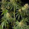 заказ семян конопли Amnesika 2.0 feminised Philosopher Seeds заказ семян конопли Amnesika 2.0 feminised Philosopher Seeds