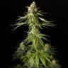 где заказать семена конопли Amnesika 2.0 feminised Philosopher Seeds где заказать семена конопли Amnesika 2.0 feminised Philosopher Seeds