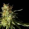 семена конопли наложенным платежом Amnesika 2.0 feminised Philosopher Seeds семена конопли наложенным платежом Amnesika 2.0 feminised Philosopher Seeds