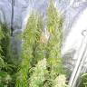 семена конопли Haze feminized семена конопли Haze feminized