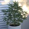 семена конопли наложенным платежом Auto New York Diesel feminised GanjaLiveSeeds семена конопли наложенным платежом Auto New York Diesel feminised GanjaLiveSeeds
