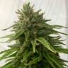 Семена каннабиса Mandarine feminised Ganja Seeds Семена каннабиса Mandarine feminised Ganja Seeds