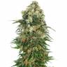 автоцветущие семена конопли Auto Skunk feminised автоцветущие семена конопли Auto Skunk feminised