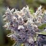 семена конопли недорого Auto White Widow x Big Bud feminised Female Seeds семена конопли недорого Auto White Widow x Big Bud feminised Female Seeds