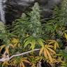 семена конопли феминизированные Papaya feminised Nirvana Seeds семена конопли феминизированные Papaya feminised Nirvana Seeds