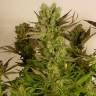хорошие семена конопли Motavation feminised Serious Seeds