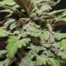 Автоцветущие сорта конопли Auto Lemon Skunk feminised GanjaLiveSeeds Автоцветущие сорта конопли Auto Lemon Skunk feminised GanjaLiveSeeds