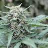 Феминизированные сорта конопли Auto Lemon Skunk feminised GanjaLiveSeeds Феминизированные сорта конопли Auto Lemon Skunk feminised GanjaLiveSeeds