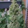 мощные семена конопли Northern Lights x Skunk feminised мощные семена конопли Northern Lights x Skunk feminised