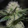 семена конопли марихуаны Hashberry regular Mandala Seeds семена конопли марихуаны Hashberry regular Mandala Seeds