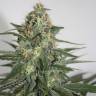семена конопли гидропоники Hashberry regular Mandala Seeds семена конопли гидропоники Hashberry regular Mandala Seeds