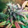 мощные семена конопли Hashberry regular Mandala Seeds мощные семена конопли Hashberry regular Mandala Seeds