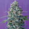 семена конопли для посадки купить Hashberry regular Mandala Seeds семена конопли для посадки купить Hashberry regular Mandala Seeds