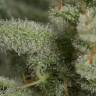 заказ семян конопли Москва Ocean Grown Cookies feminised Dinafem Seeds заказ семян конопли Москва Ocean Grown Cookies feminised Dinafem Seeds