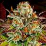 Семена конопли Mintz feminised Ganja Seeds купить  Семена конопли Mintz feminised Ganja Seeds купить