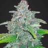 Kalashnikova feminised Ganja Seeds Kalashnikova feminised Ganja Seeds