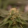 Kalichakra regular Mandala Seeds Kalichakra regular Mandala Seeds