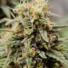 медицинские семена конопли Jack Herer CBD feminised медицинские семена конопли Jack Herer CBD feminised