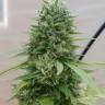 доставка семян конопли Jack Herer CBD feminised доставка семян конопли Jack Herer CBD feminised