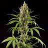 семена конопли в России Easy Haze feminised Philosopher Seeds семена конопли в России Easy Haze feminised Philosopher Seeds