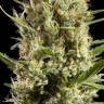 семена конопли Спб Easy Haze feminised Philosopher Seeds семена конопли Спб Easy Haze feminised Philosopher Seeds