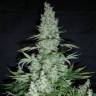 семена культурной конопли купить Easy Haze feminised Philosopher Seeds семена культурной конопли купить Easy Haze feminised Philosopher Seeds