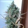 семена конопли сорта сатива Easy Haze feminised Philosopher Seeds семена конопли сорта сатива Easy Haze feminised Philosopher Seeds