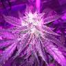 регулярные семена конопли купить Auto Blue Mystic regular регулярные семена конопли купить Auto Blue Mystic regular
