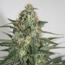 качественные семена конопли Krystalica regular Mandala Seeds качественные семена конопли Krystalica regular Mandala Seeds