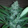 семена конопли скороспелый купить Auto Exodus Cheese CBD feminised семена конопли скороспелый купить Auto Exodus Cheese CBD feminised