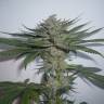 Purps #1 feminised Dinafem Seeds Purps #1 feminised Dinafem Seeds