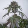 Purps #1 feminised Dinafem Seeds Purps #1 feminised Dinafem Seeds
