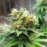 Auto Kuyrdak feminised Bang Seeds Auto Kuyrdak feminised Bang Seeds