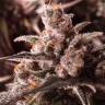 семена конопли курьером Autoflower USA Mix feminised Dutch Passion Seeds семена конопли курьером Autoflower USA Mix feminised Dutch Passion Seeds
