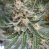 конопля семена сорта заказать C 99 feminised Female Seeds