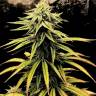 Семена марихуаны Swiss Chocolate CBD feminised Ganja Seeds купить Семена марихуаны Swiss Chocolate CBD feminised Ganja Seeds купить