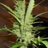 семена конопли f1 в оригинальной упаковке Super Lemon Haze feminised семена конопли f1 в оригинальной упаковке Super Lemon Haze feminised