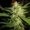 семена сортовой конопли Super Lemon Haze feminised семена сортовой конопли Super Lemon Haze feminised