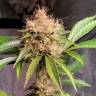 элитные сорта конопли Sour Diesel feminised элитные сорта конопли Sour Diesel feminised